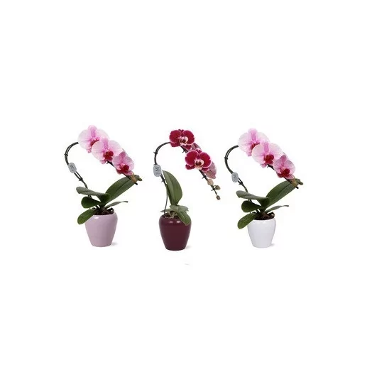 PHALAENOPSIS x D07C 1BRP X6 Swan MIX