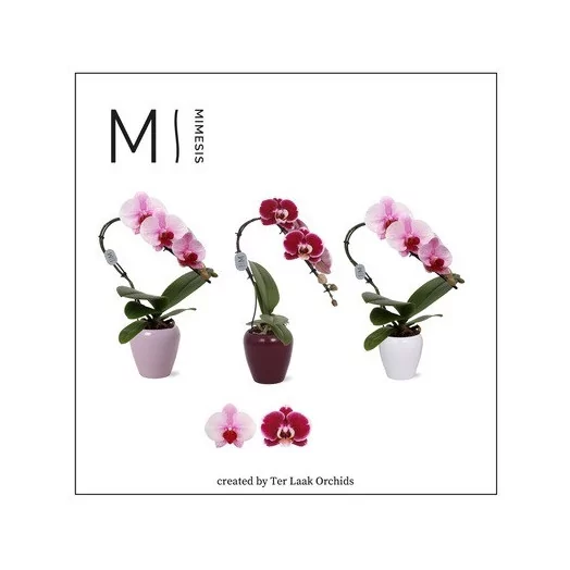 PHALAENOPSIS x D07C 1BRP X6 Swan MIX