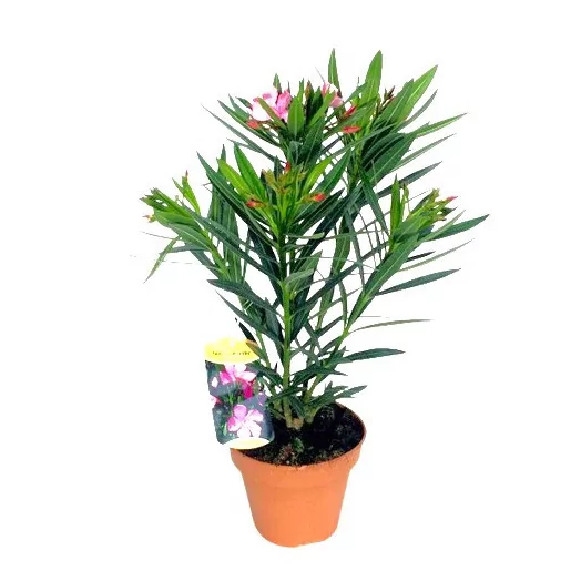 NERIUM oleander D14 X6 Laurier rose DOUBLE