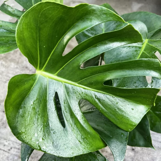 MONSTERA X D15 X4 Burle Marx Flame