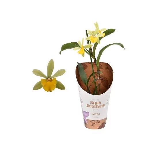 CATTLEYA hybride D12 P x4 Petite Fleur