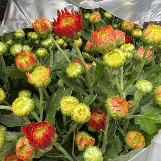 CHRYSANTHEMUM ind MULTI D19MULTI