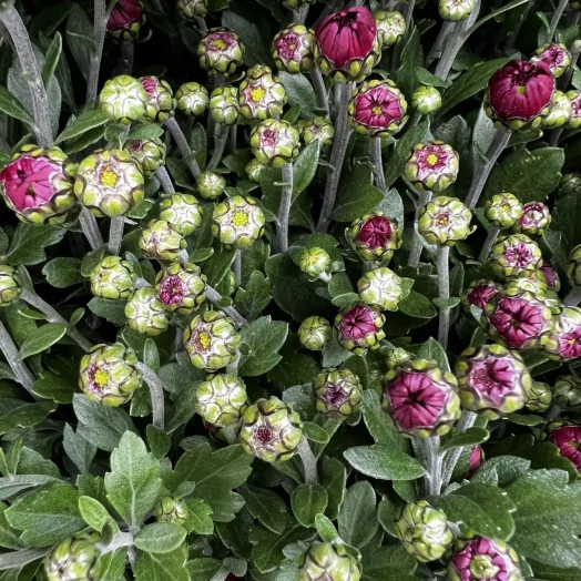 CHRYSANTHEMUM ind MULTI D19MULTI