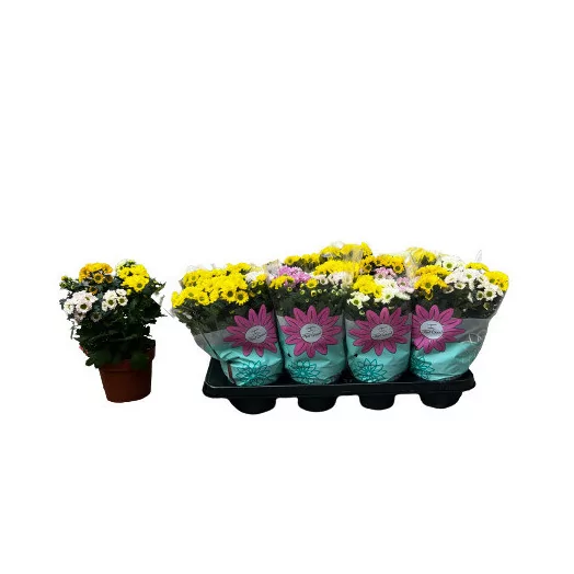 CHRYSANTHEMUM ind MULTI D14 x8 Showdance