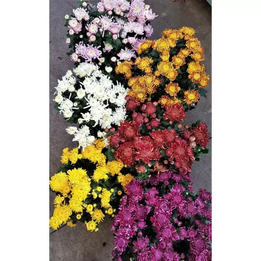 CHRYSANTHEMUM ind MULTI D19 4-5 Tetes