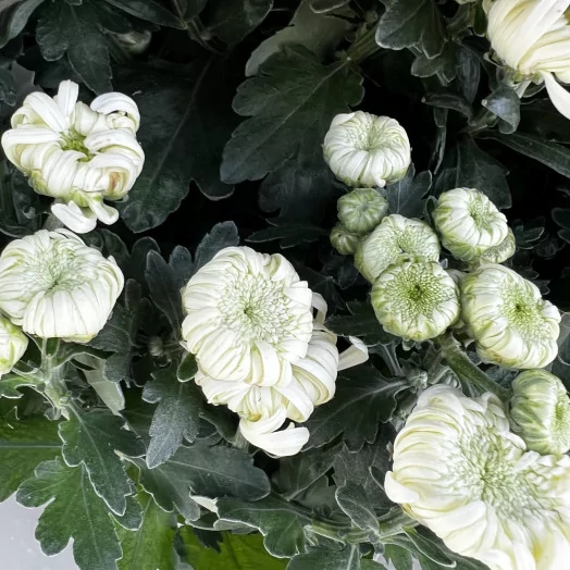 CHRYSANTHEMUM ind MULTI D19Multi-tetes