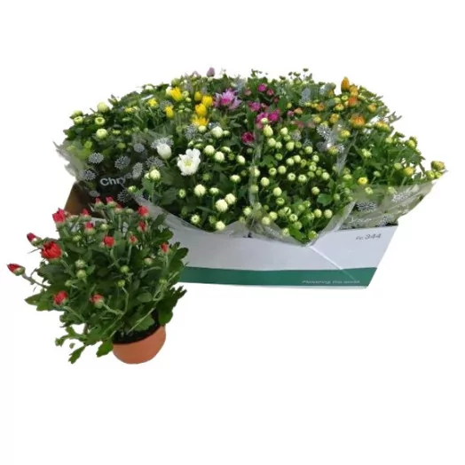 CHRYSANTHEMUM ind D12 X12 MIX