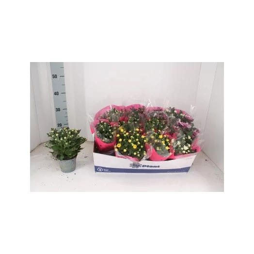 CHRYSANTHEMUM ind D12 X12 MIX