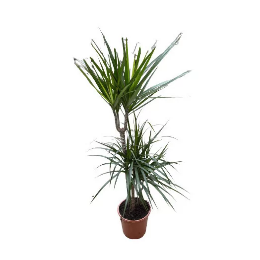 DRACAENA marginata D21 Bicolor 45-15-10 105CM