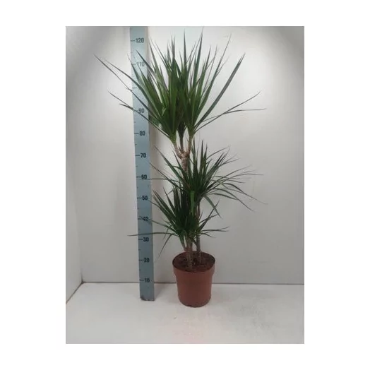 DRACAENA marginata D21 Bicolor 45-15-10 105CM
