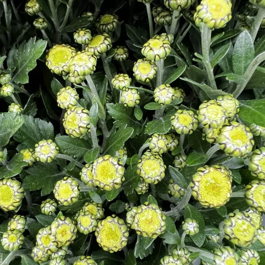 CHRYSANTHEMUM ind D21