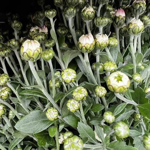 CHRYSANTHEMUM ind D21