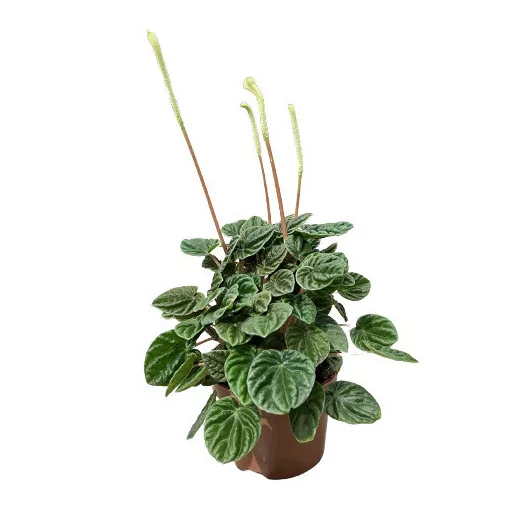 PEPEROMIA caperata D12 X8 Lilian