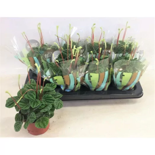 PEPEROMIA caperata D12 X8 Lilian