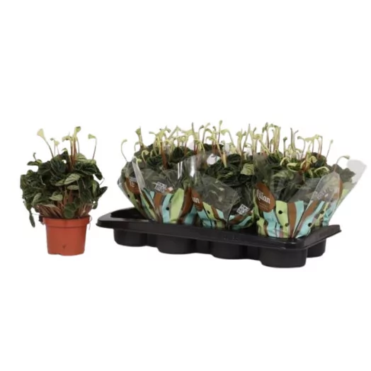 PEPEROMIA caperata D12 X8 Lilian