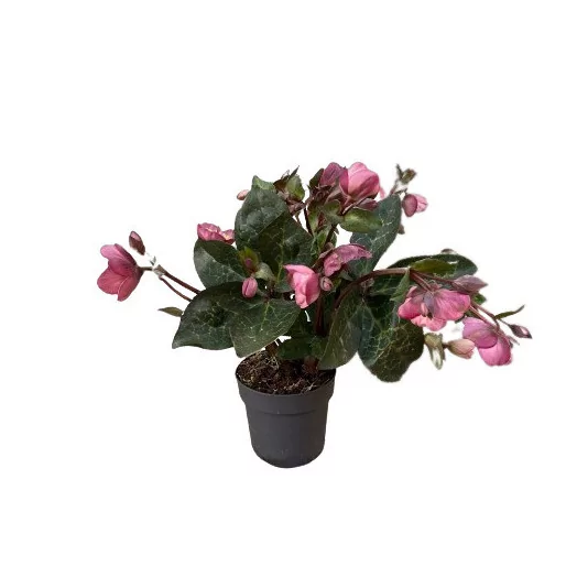 HELLEBORUS orientalis D15 P x6 MIX