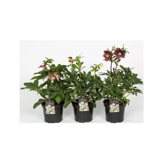 HELLEBORUS orientalis D15 P x6 MIX