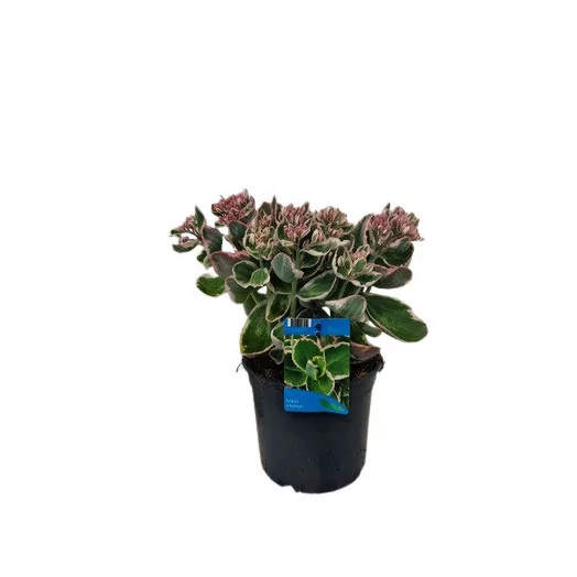 SEDUM telephium D17 P x6