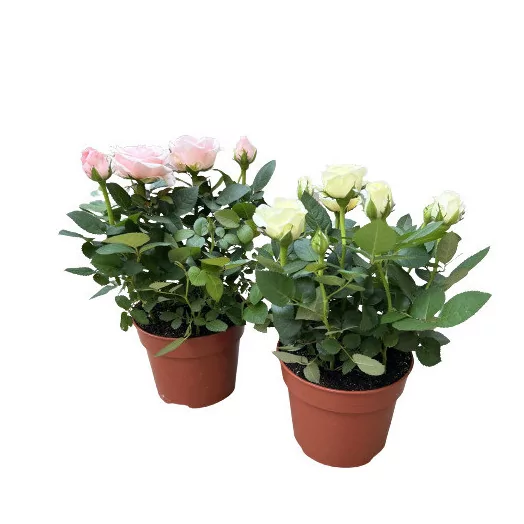 ROSA hybride D14 P X6 Infinity MIX