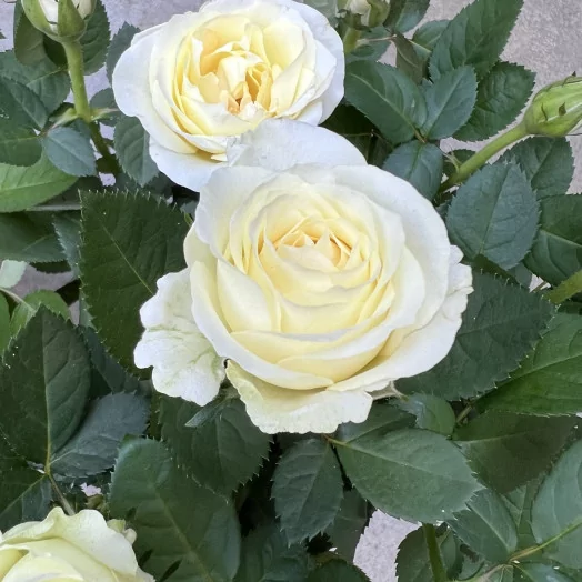 ROSA hybride D14 P X6 Infinity MIX