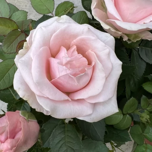 ROSA hybride D14 P X6 Infinity MIX