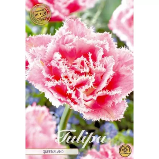 BULBE TULIPA x 12+ SACHET DE 25 Queensland