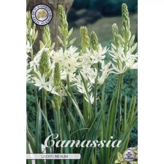 BULBE CAMASSIA caerulea 14-16 SACHET DE 10 Leichtlinii Alba
