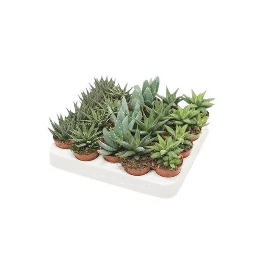 MINI SUCCULENTE hybride D06 P X20 ALOE+HAWORTHIA
