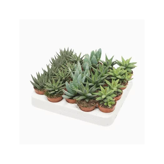 MINI SUCCULENTE hybride D06 P X20 ALOE+HAWORTHIA