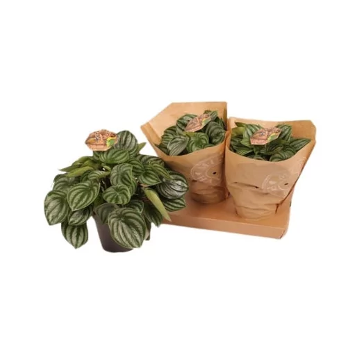 PEPEROMIA argyreia D17 X3
