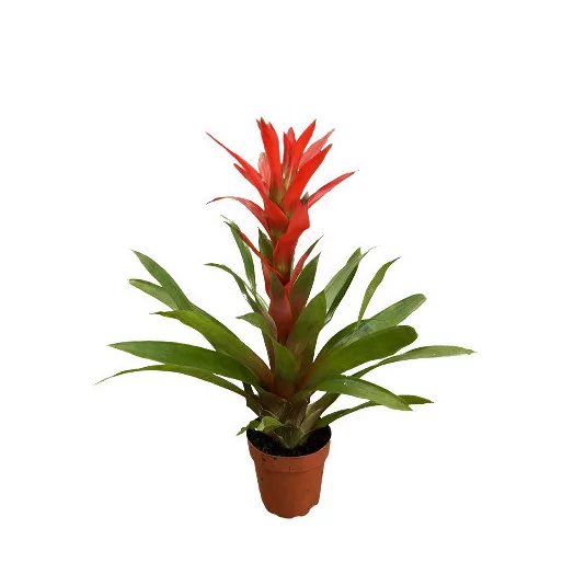 GUZMANIA hybride D13 P x10 Ostara