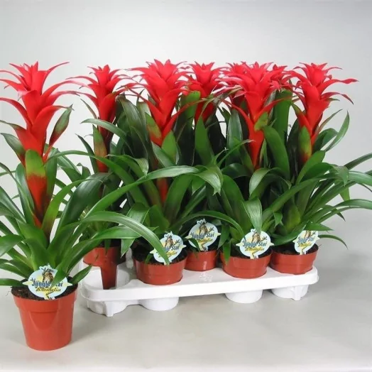 GUZMANIA hybride D13 P x10 Ostara