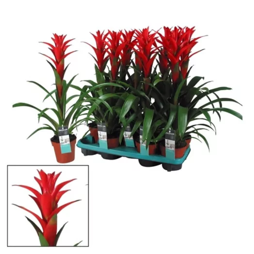 GUZMANIA hybride D13 P x10 Ostara