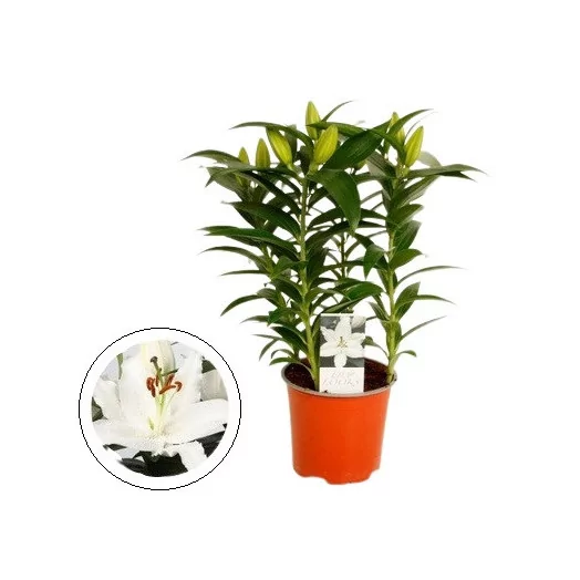 LILIUM orientalis D13 P X8 Sunny Bahamas BLANC