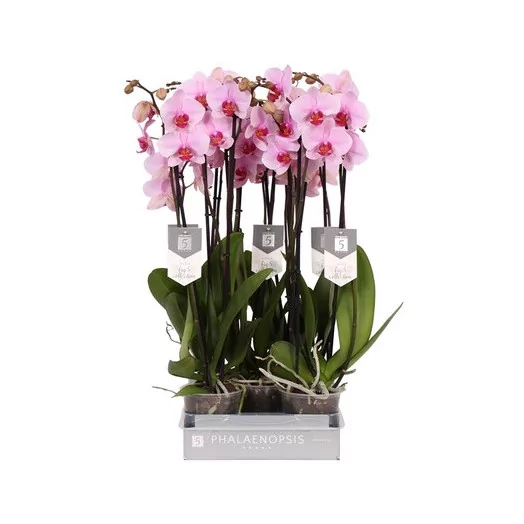 PHALAENOPSIS hybride D12 3BR P X5 Washington