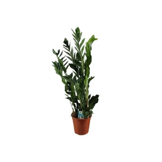 ZAMIOCULCAS zamiifolia D14 4BR X4 Zenzi