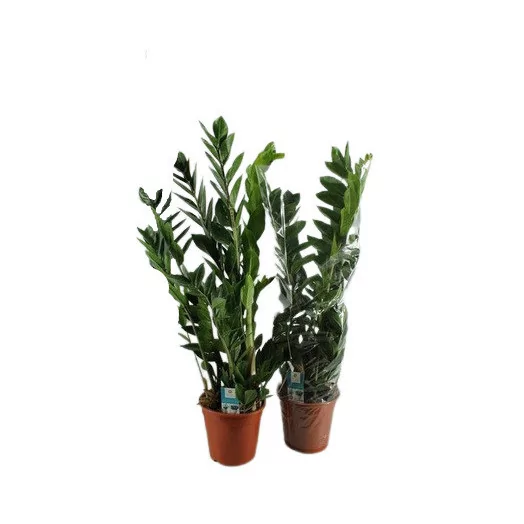 ZAMIOCULCAS zamiifolia D14 4BR X4 Zenzi