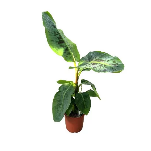 MUSA acuminata D21 100CM Bananier