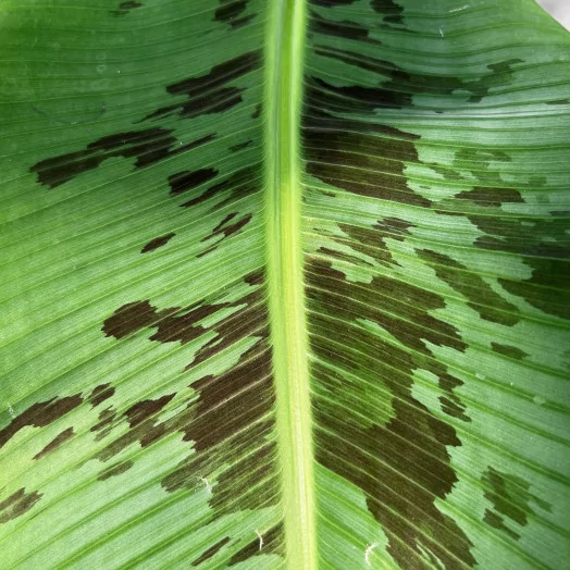 MUSA acuminata D21 100CM Bananier