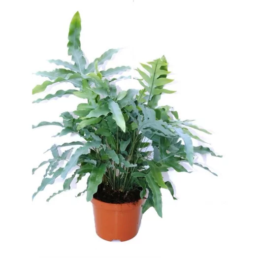 PHLEBODIUM aureum D17 X6 Blue Star