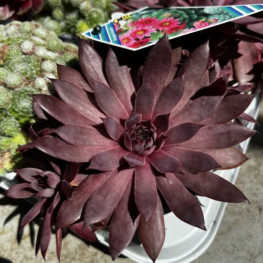 SEMPERVIVUM hybride D11X10