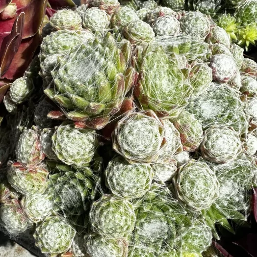 SEMPERVIVUM hybride D11X10