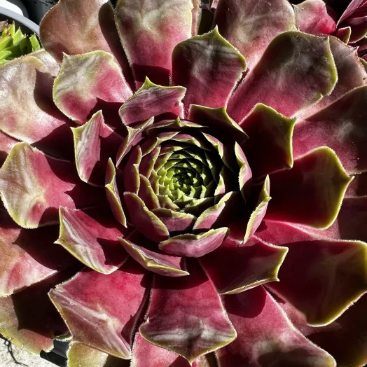 SEMPERVIVUM hybride D11X10