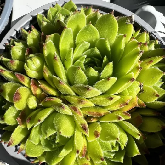 SEMPERVIVUM hybride D11X10