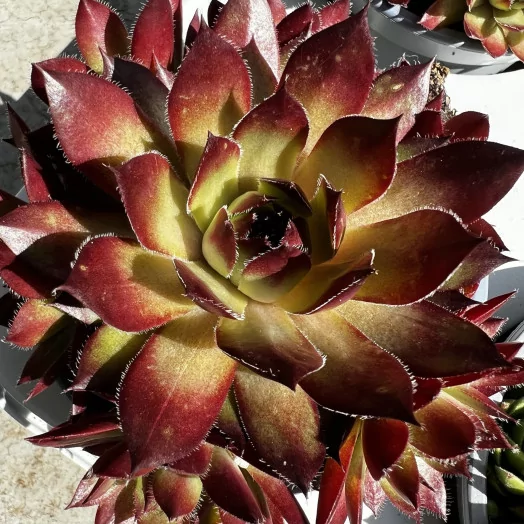 SEMPERVIVUM hybride D11X10