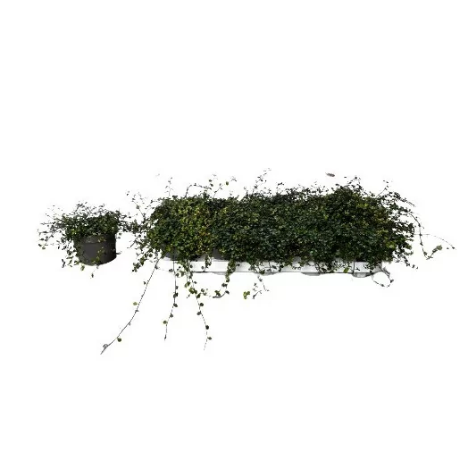 MUEHLENBECKIA complexa D12 x08