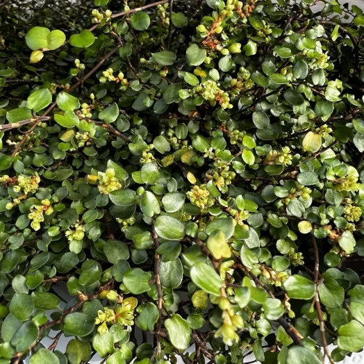 MUEHLENBECKIA complexa D12 x08