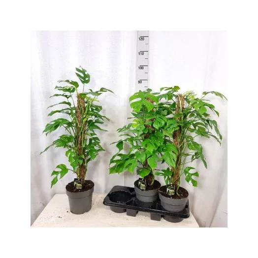 PHILODENDRON hybride D19 x3 70-80CM