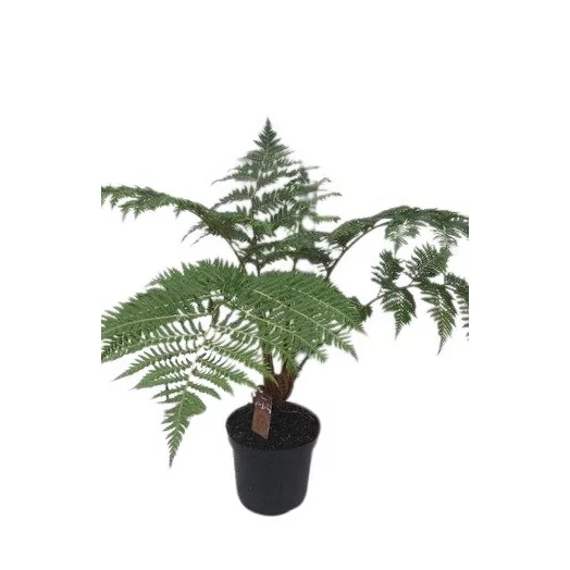 CYATHEA cooperi D24 80-100CM