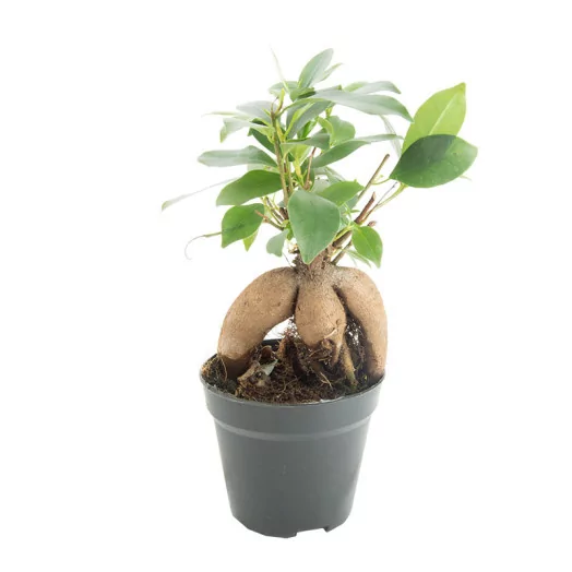FICUS microcarpa D09 P X18 Ginseng